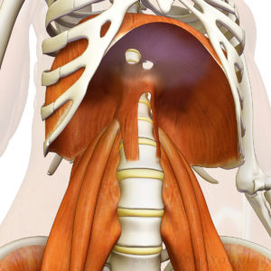 two holes in the diaphragm for the esophagus and abdominal aorta